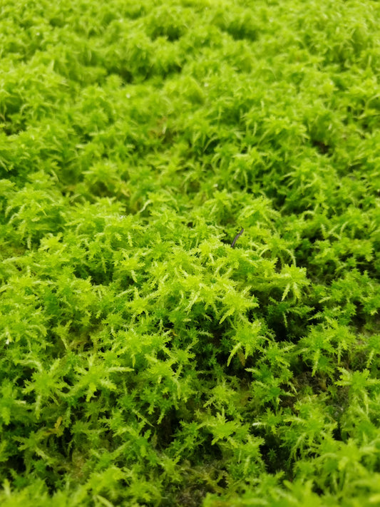 live sphagnum moss sale Singapore care guide