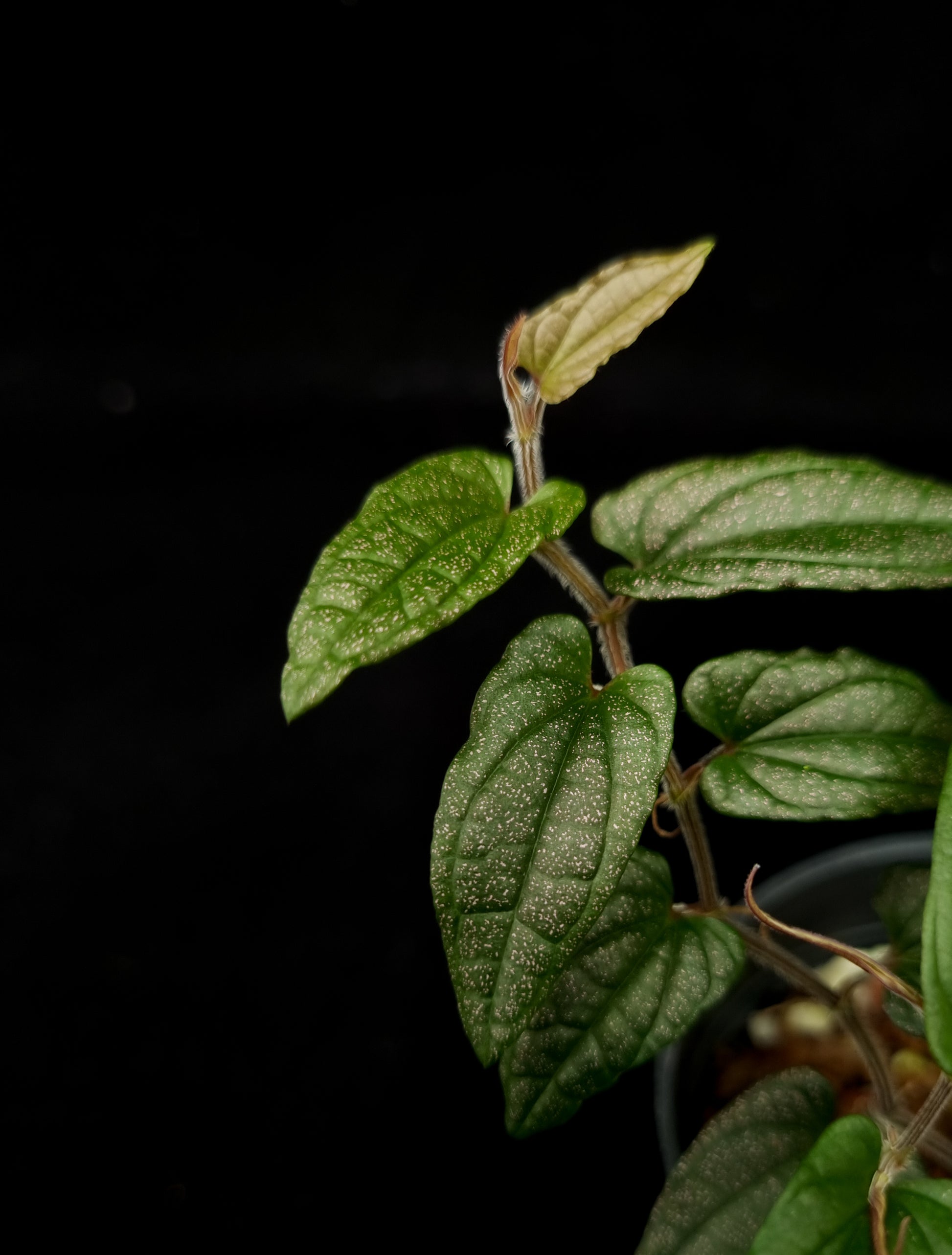 Piper sp. Papua sale Singapore leaf detail 