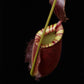 Nepenthes pitcher plant carnivorous plants sale Singapore top view