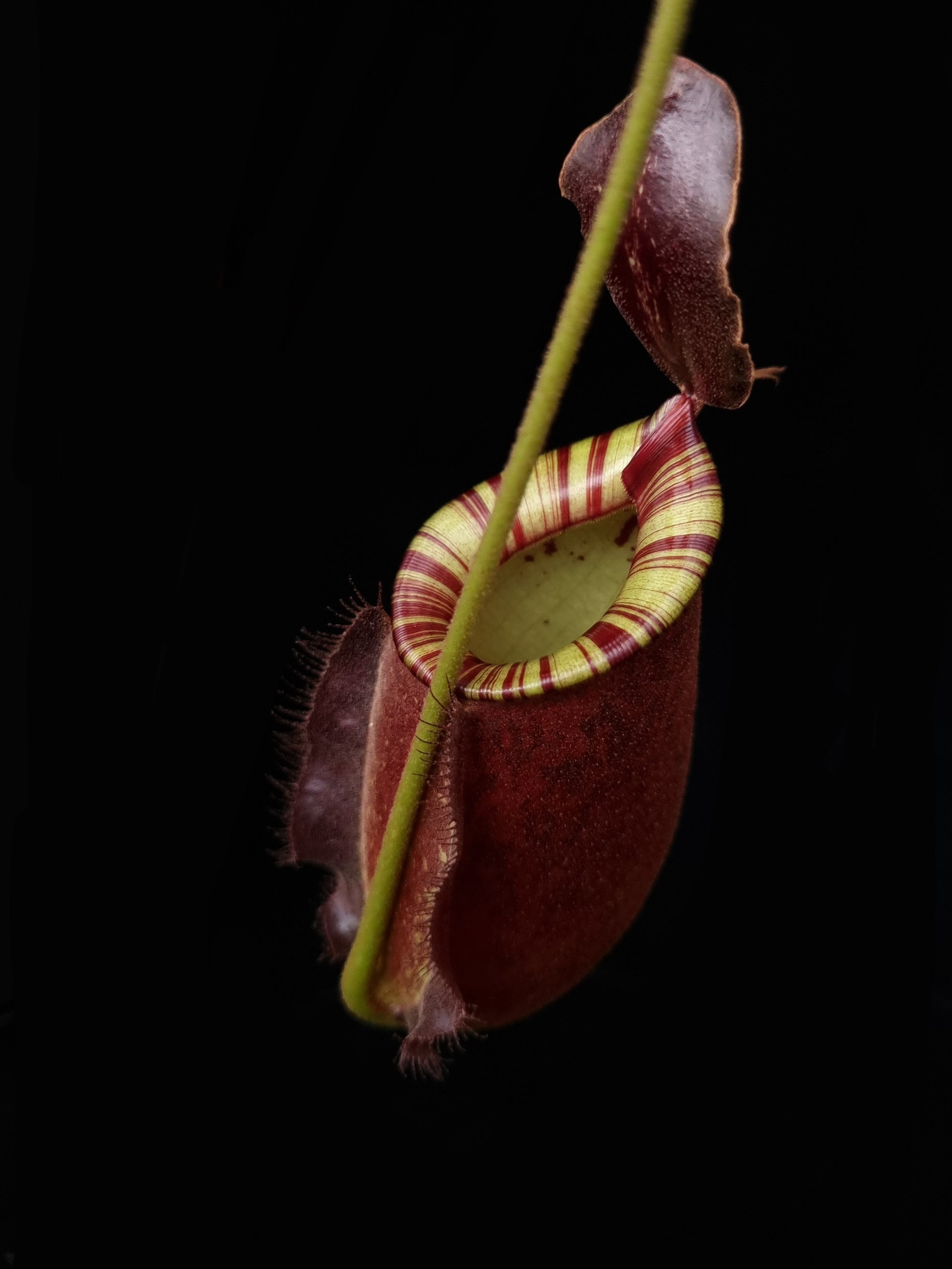 Nepenthes pitcher plant carnivorous plants sale Singapore top view