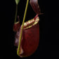 Nepenthes pitcher plant carnivorous plants sale Singapore side view