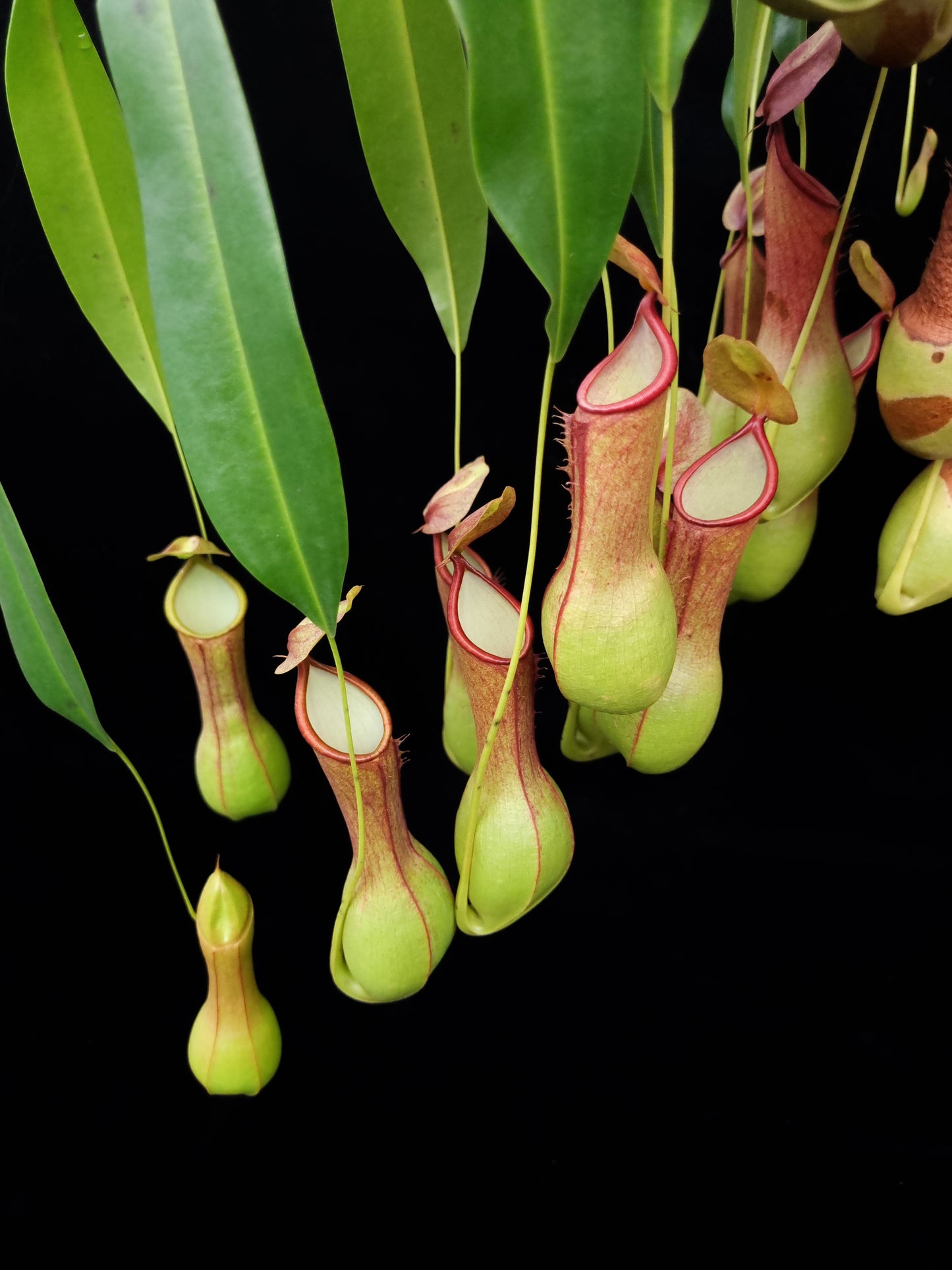 Nepenthes graciliflora carnivorous pitcher plant sale Singapore