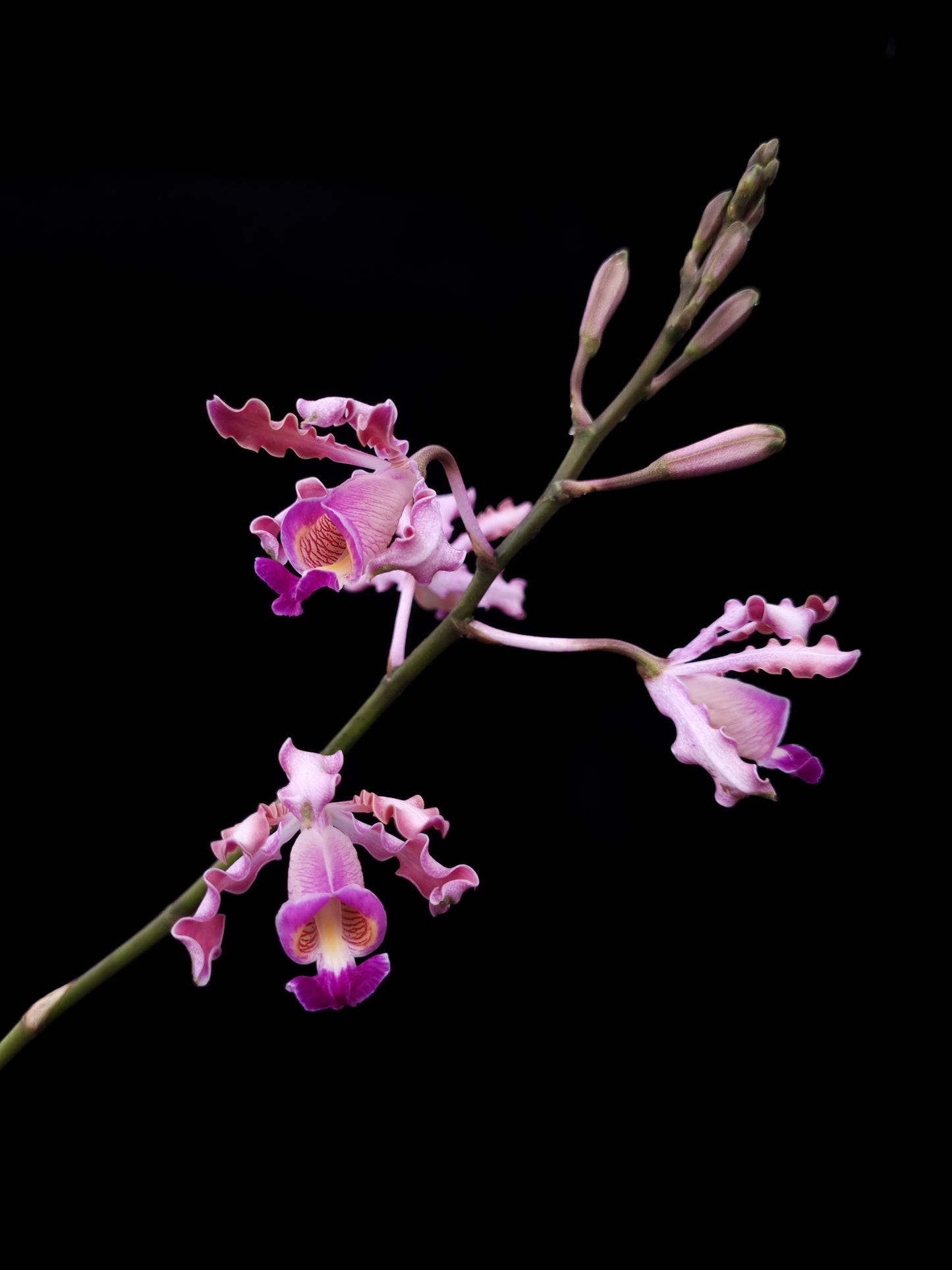 Myrmecophila tibicinis orchid sale Singapore flower detail