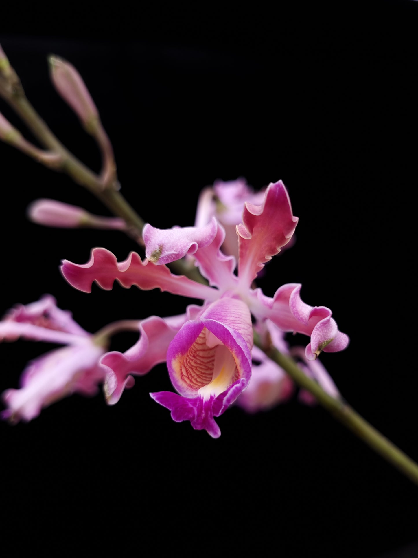 Myrmecophila tibicinis orchid sale Singapore flower detail