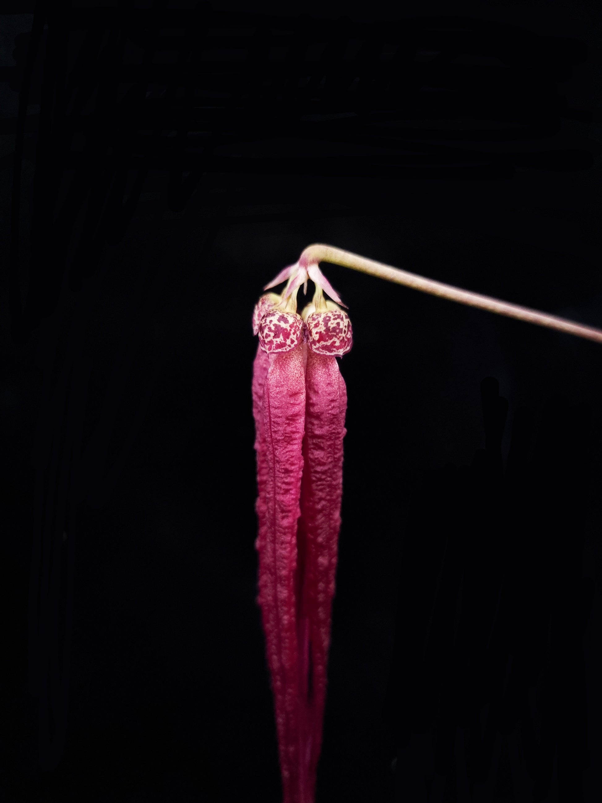 Bulbophyllum plumatum orchid sale Singapore flower detail