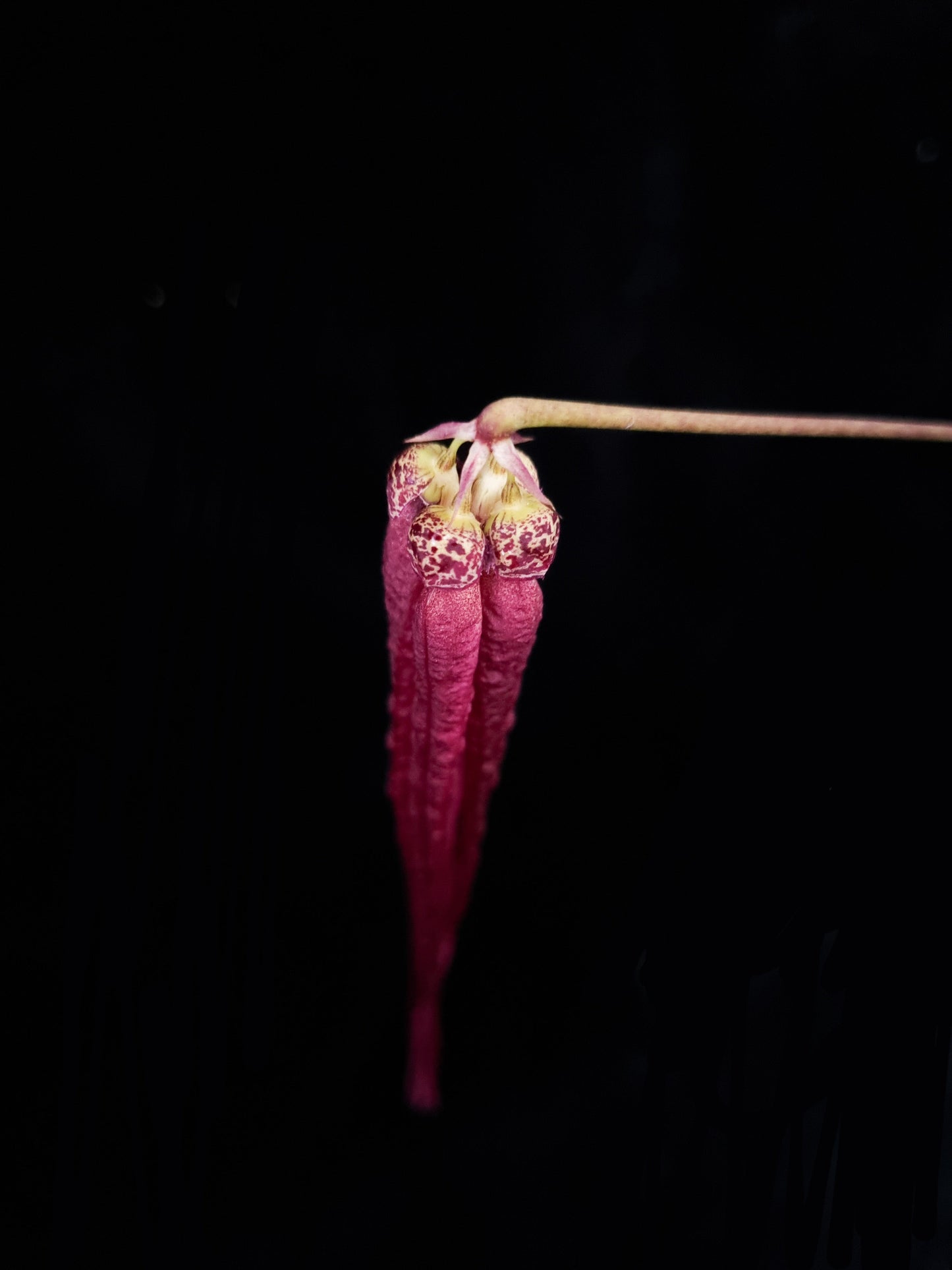 Bulbophyllum plumatum orchid sale Singapore top view