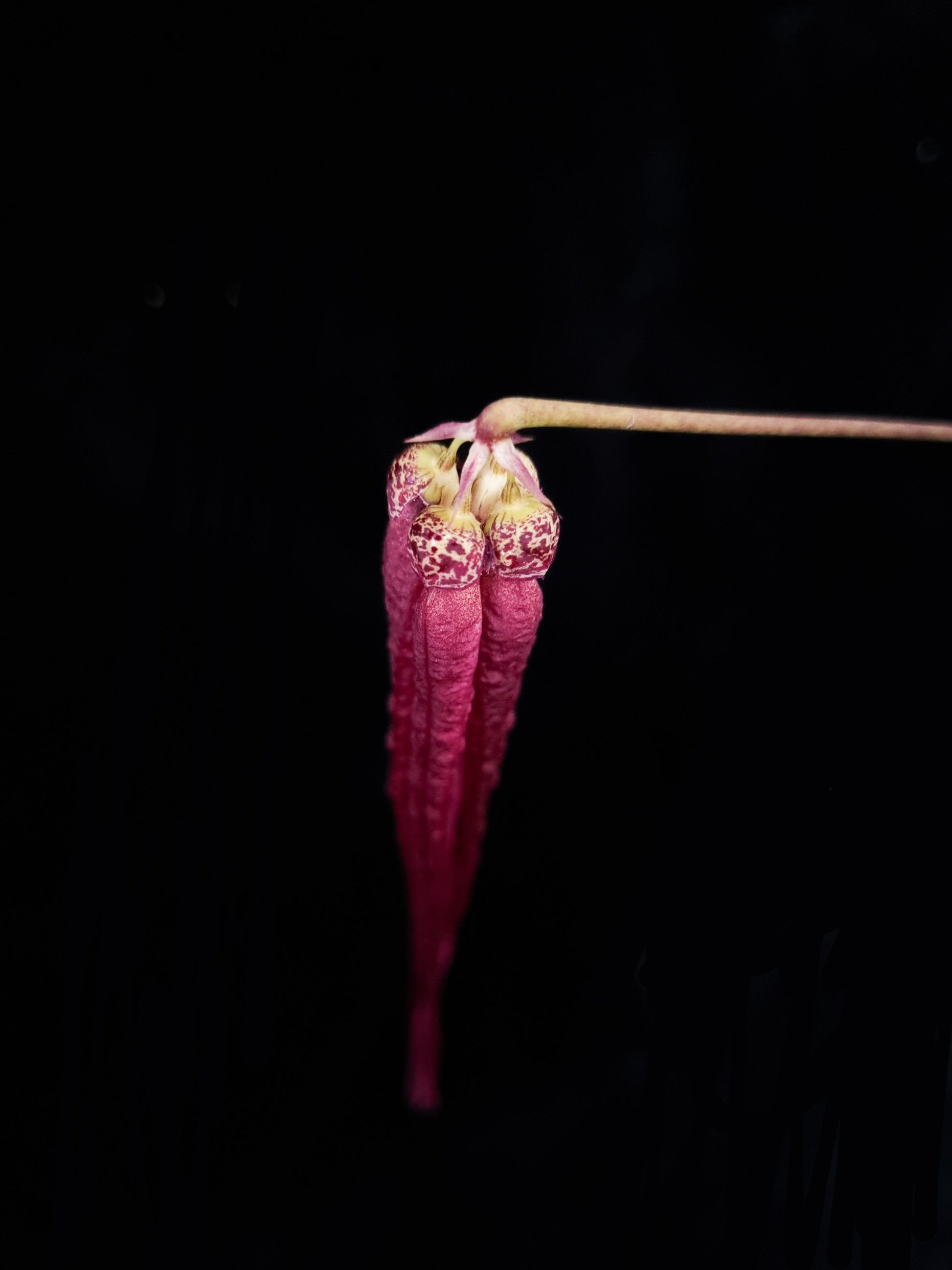 Bulbophyllum plumatum orchid sale Singapore top view