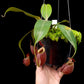 Nepenthes pitcher plant carnivorous plants sale Singapore side view