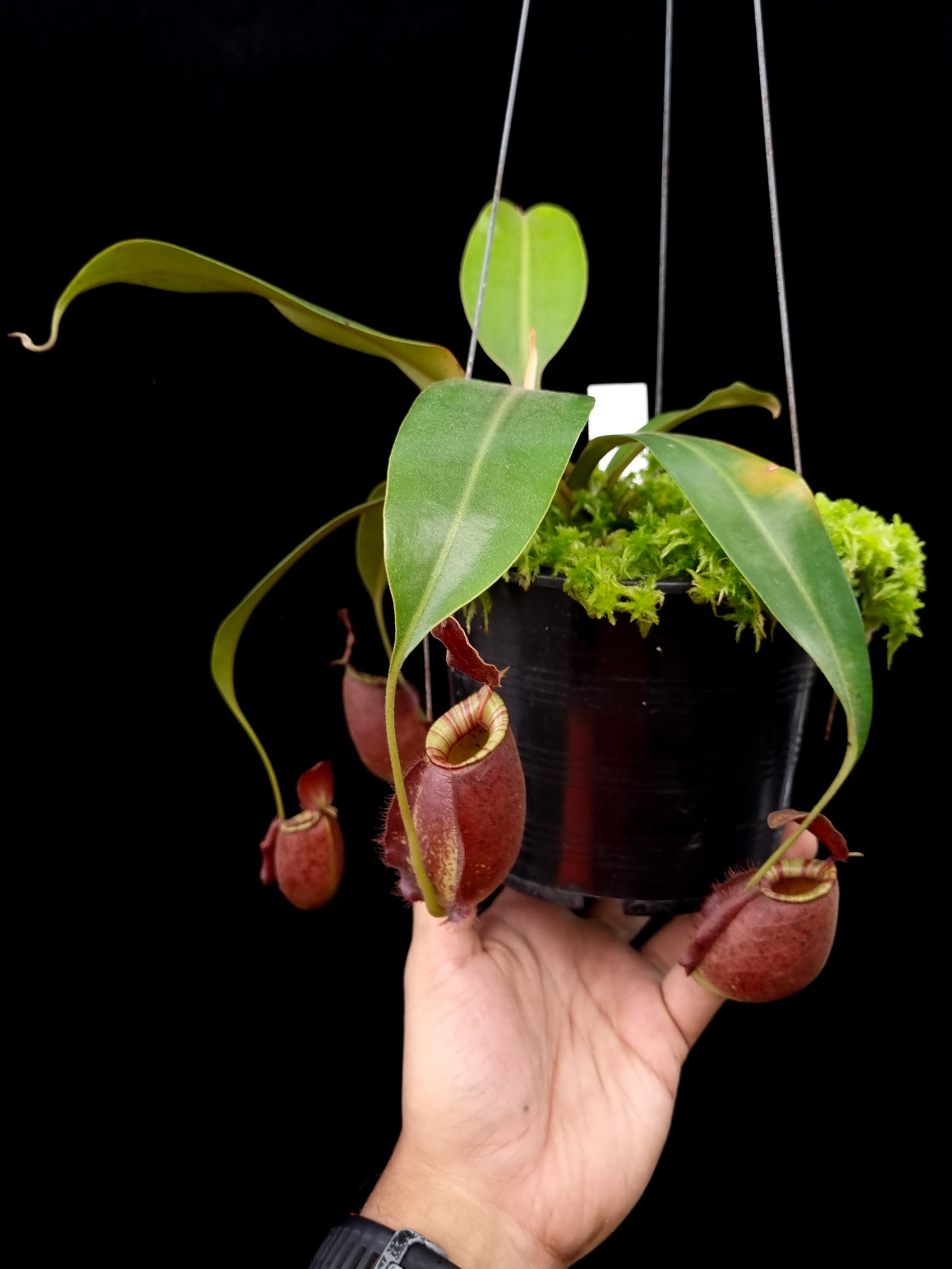 Nepenthes pitcher plant carnivorous plants sale Singapore side view