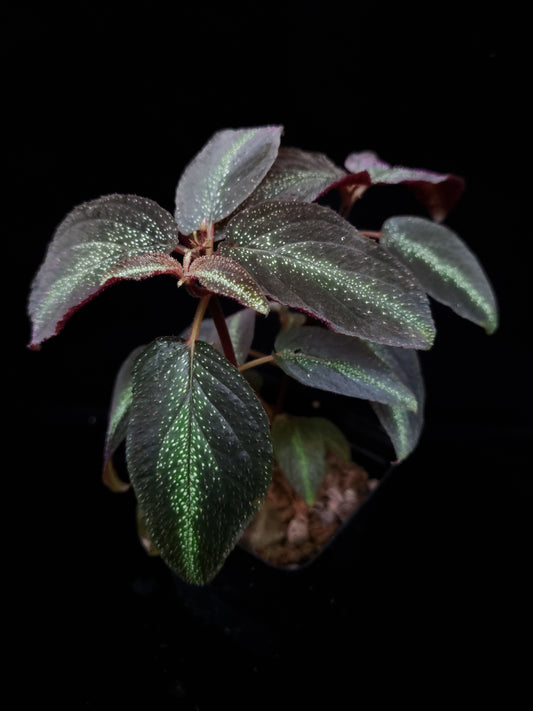 Sonerila sp. jungle plant sale Singapore top view