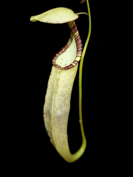 Nepenthes hemsleyana pitcher plant carnivorous plants sale Singapore side view