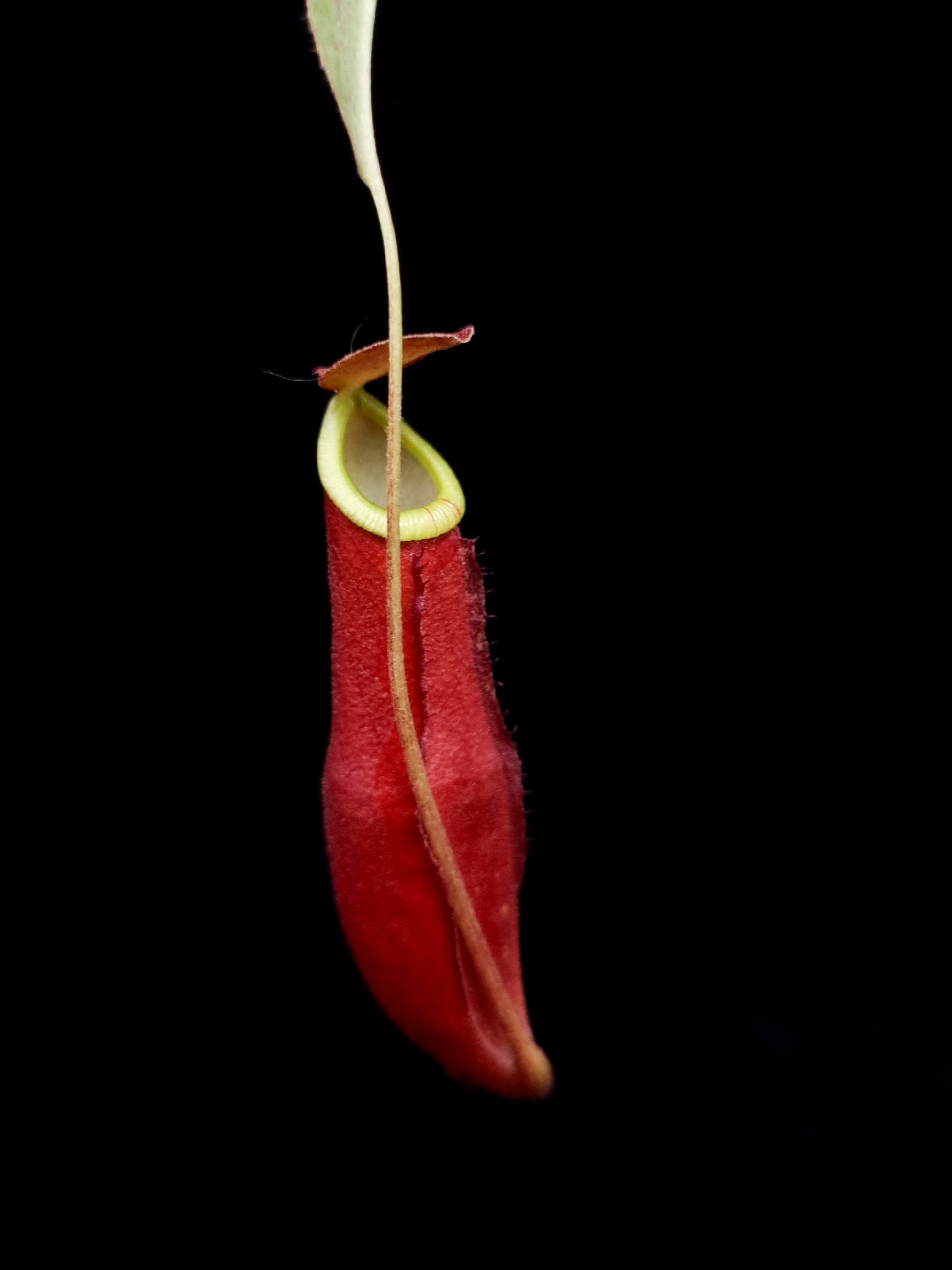 Nepenthes mirabilis pitcher plant carnivorous plants sale Singapore side view