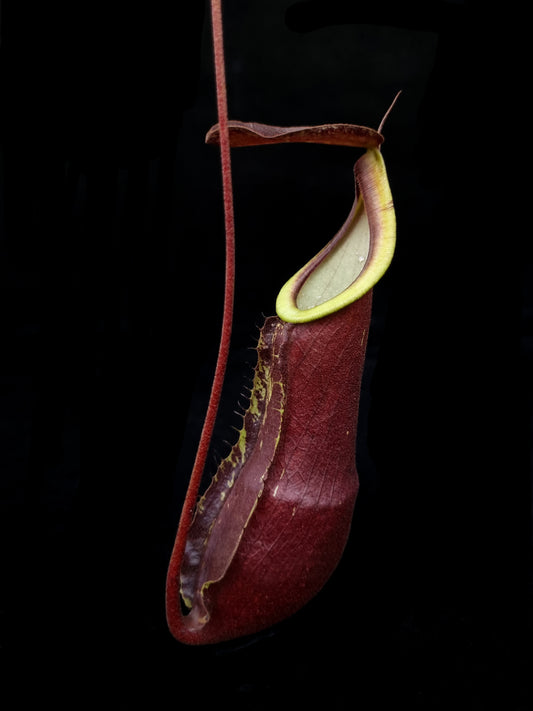 Nepenthes pitcher plant carnivorous plants sale Singapore side view