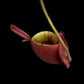 Nepenthes pitcher plant carnivorous plants sale Singapore top view