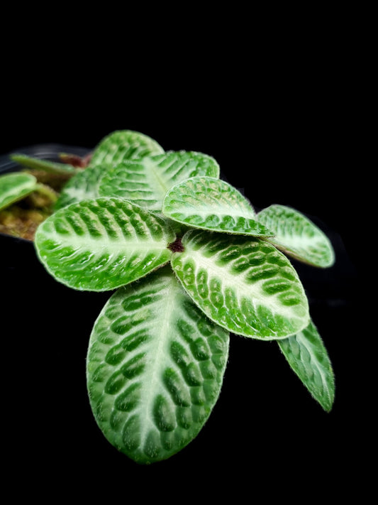 Argostemma sp. jungle plant sale Singapore potted plant leaf detail