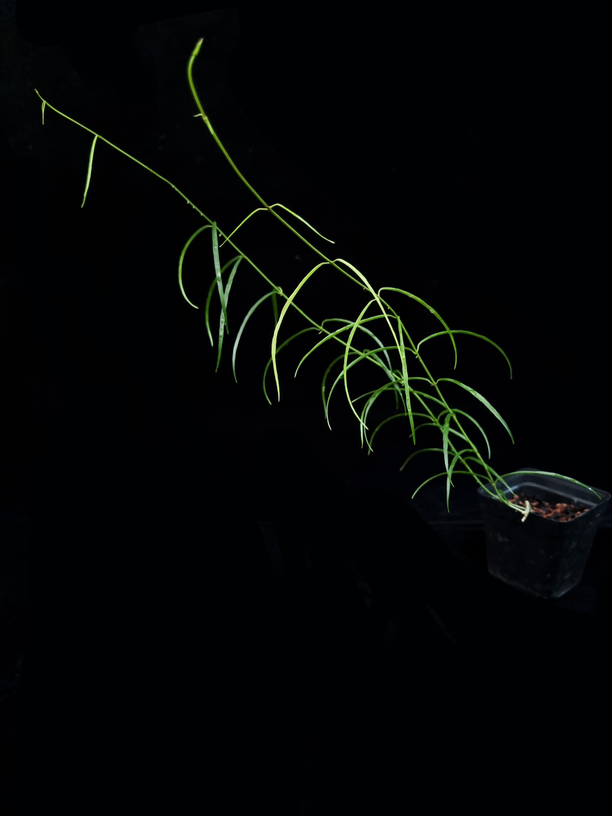 Hoya stenophylla rare sale Singapore potted plant side view