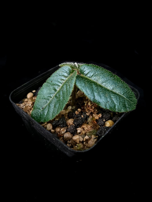 Rare blue Ardisia sp sale Singapore potted plant side view