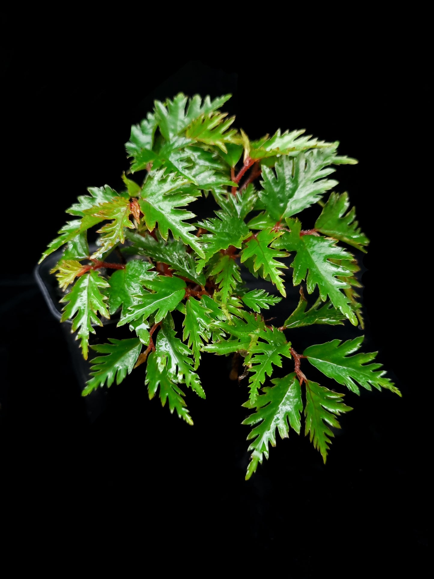 Begonia aff. bipinnatifida sale Singapore potted plant top view