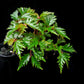 Begonia aff. bipinnatifida sale Singapore potted plant side view