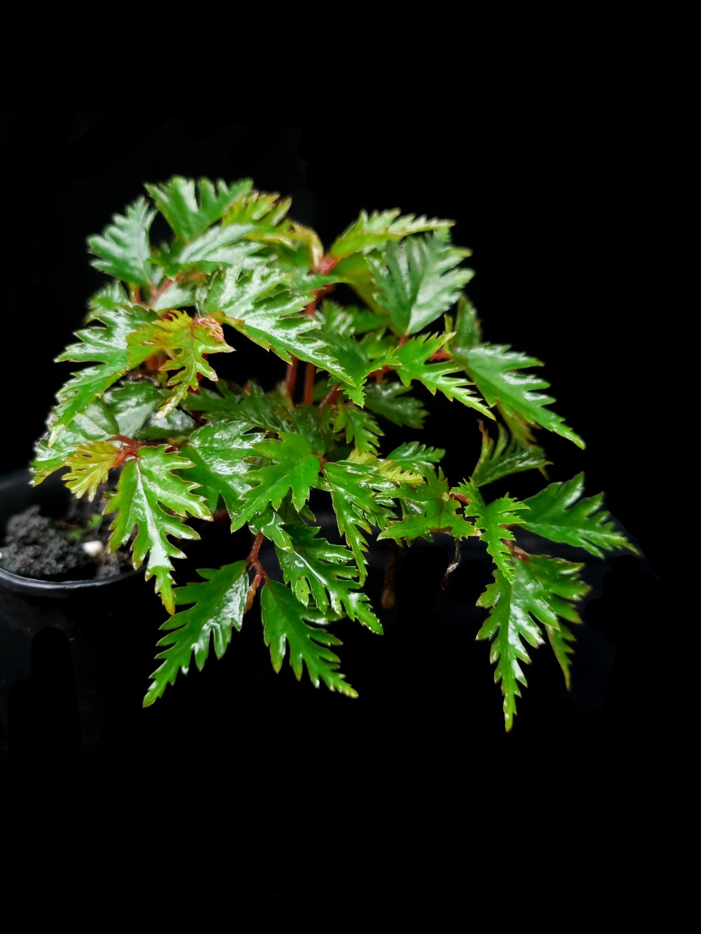 Begonia aff. bipinnatifida sale Singapore potted plant side view