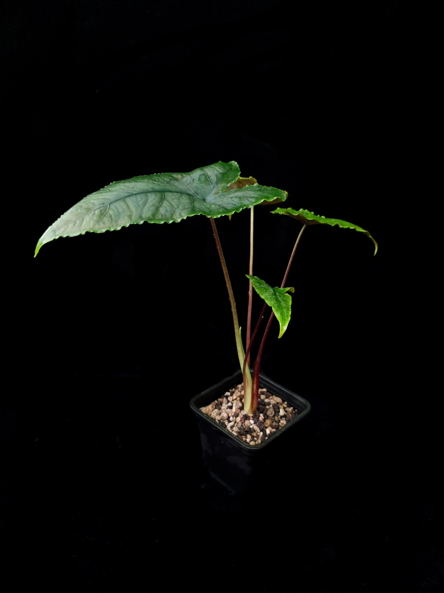 Alocasia olane olani sale Singapore potted plant side view