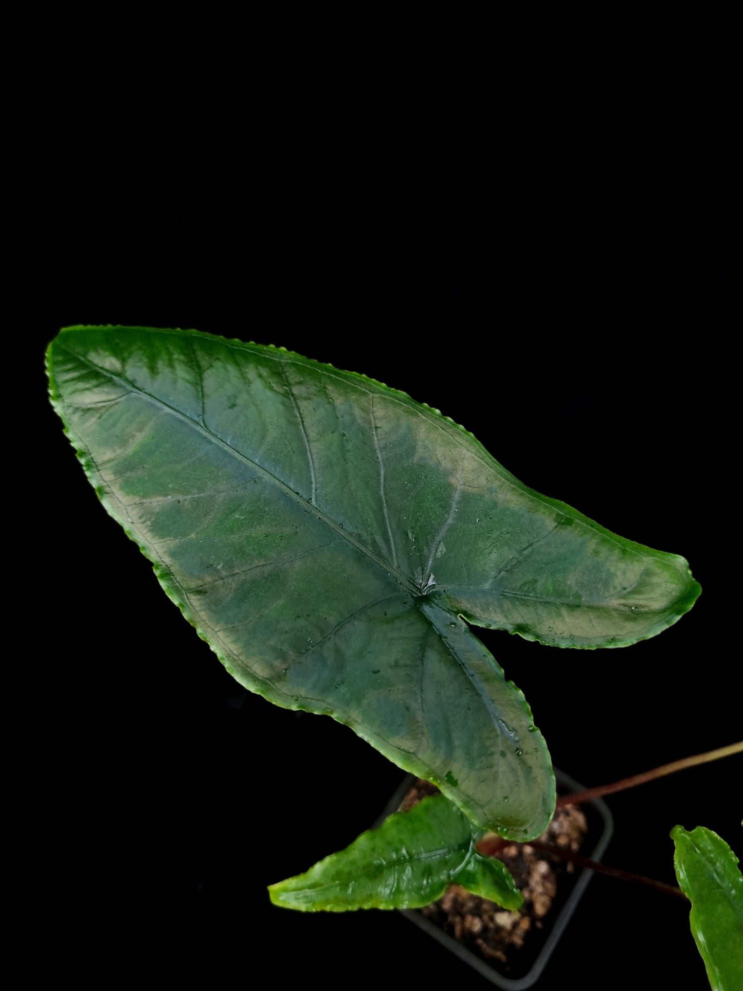 Alocasia olane olani sale Singapore potted plant top view