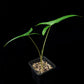 Alocasia sp. sulawesi sale Singapore potted plant side view