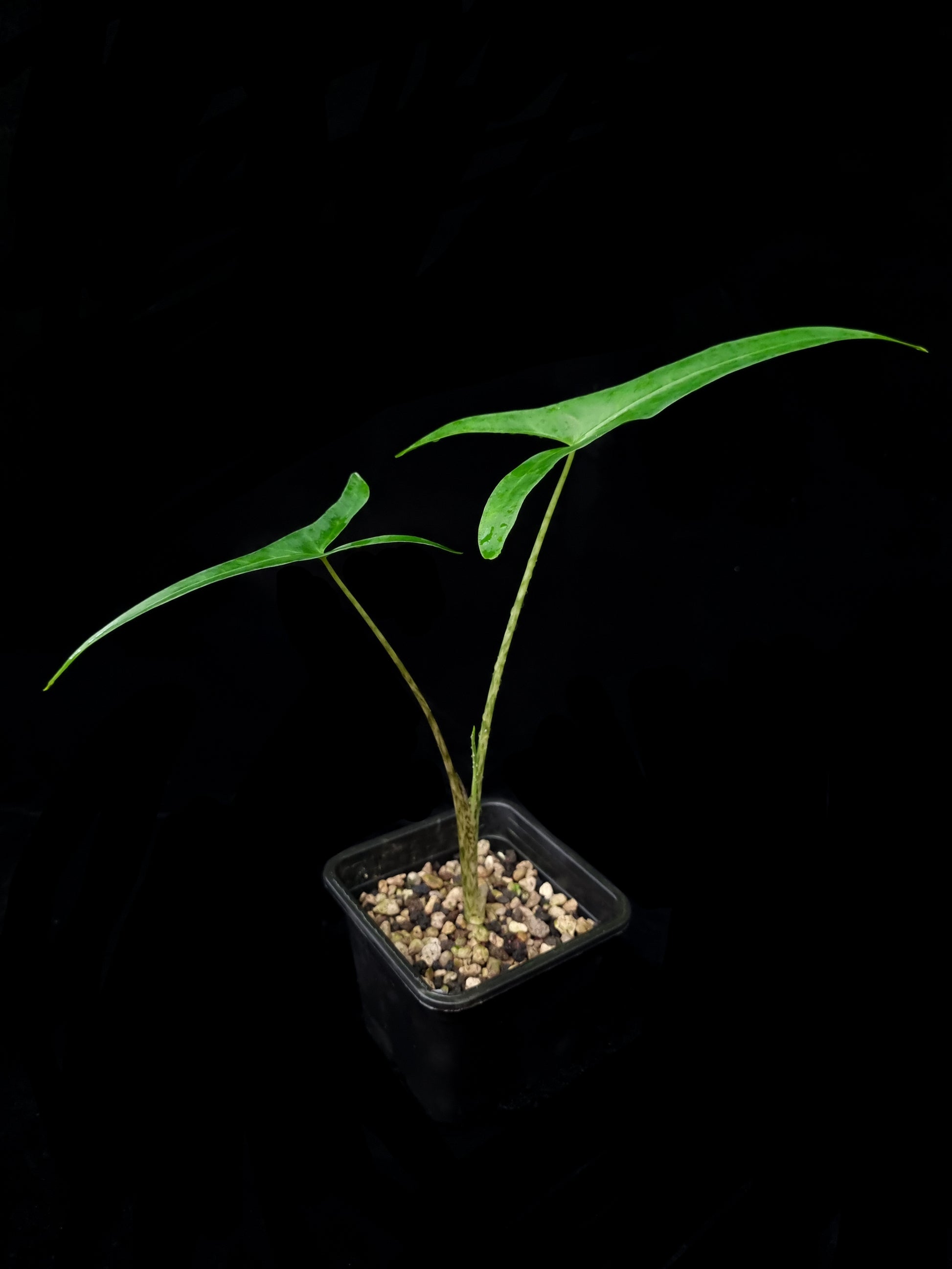 Alocasia sp. sulawesi sale Singapore potted plant side view