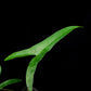 Alocasia sp. sulawesi sale Singapore potted plant leaf detail