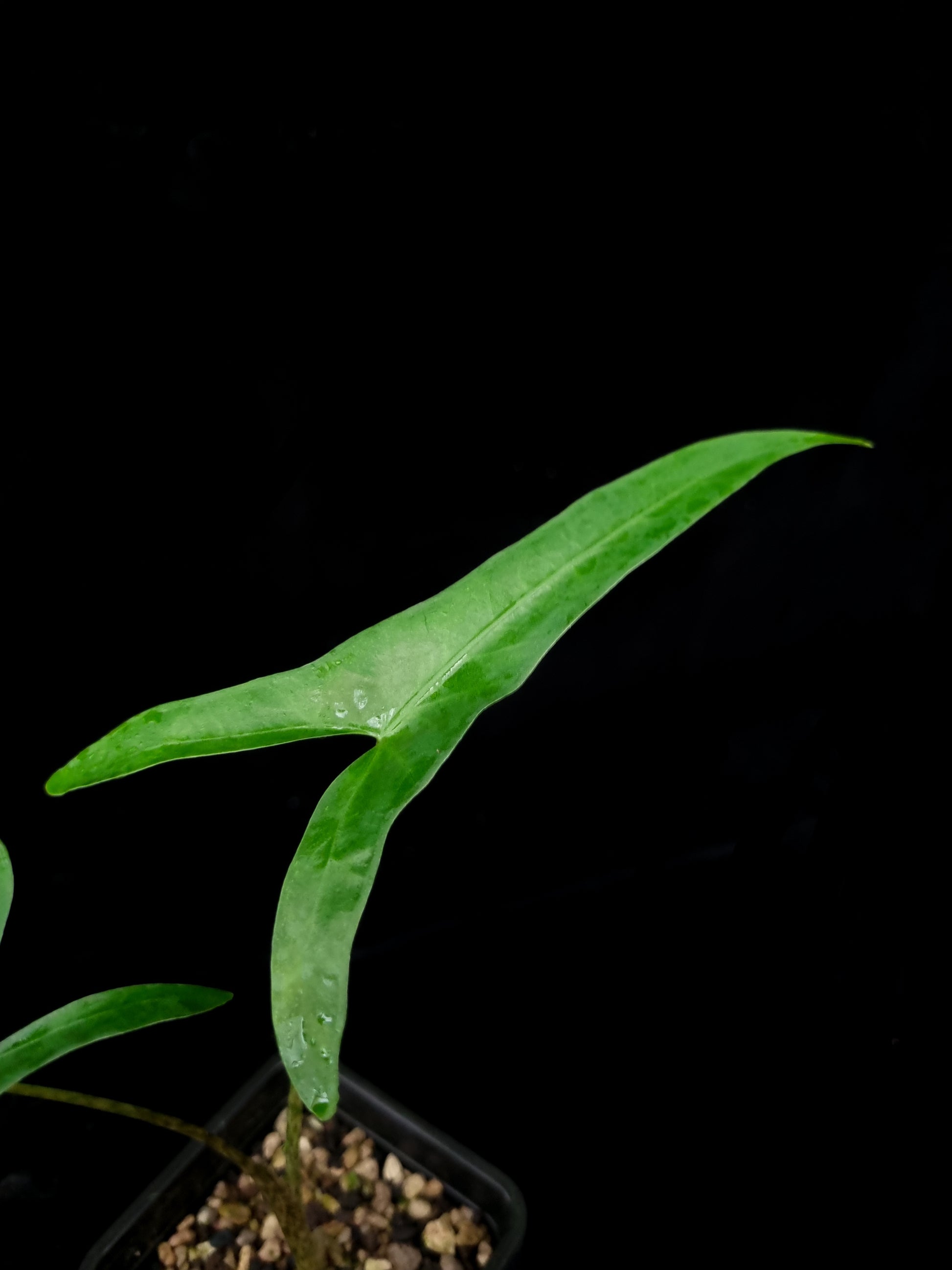 Alocasia sp. sulawesi sale Singapore potted plant leaf detail