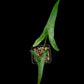 Alocasia sp. sulawesi sale Singapore potted plant top view