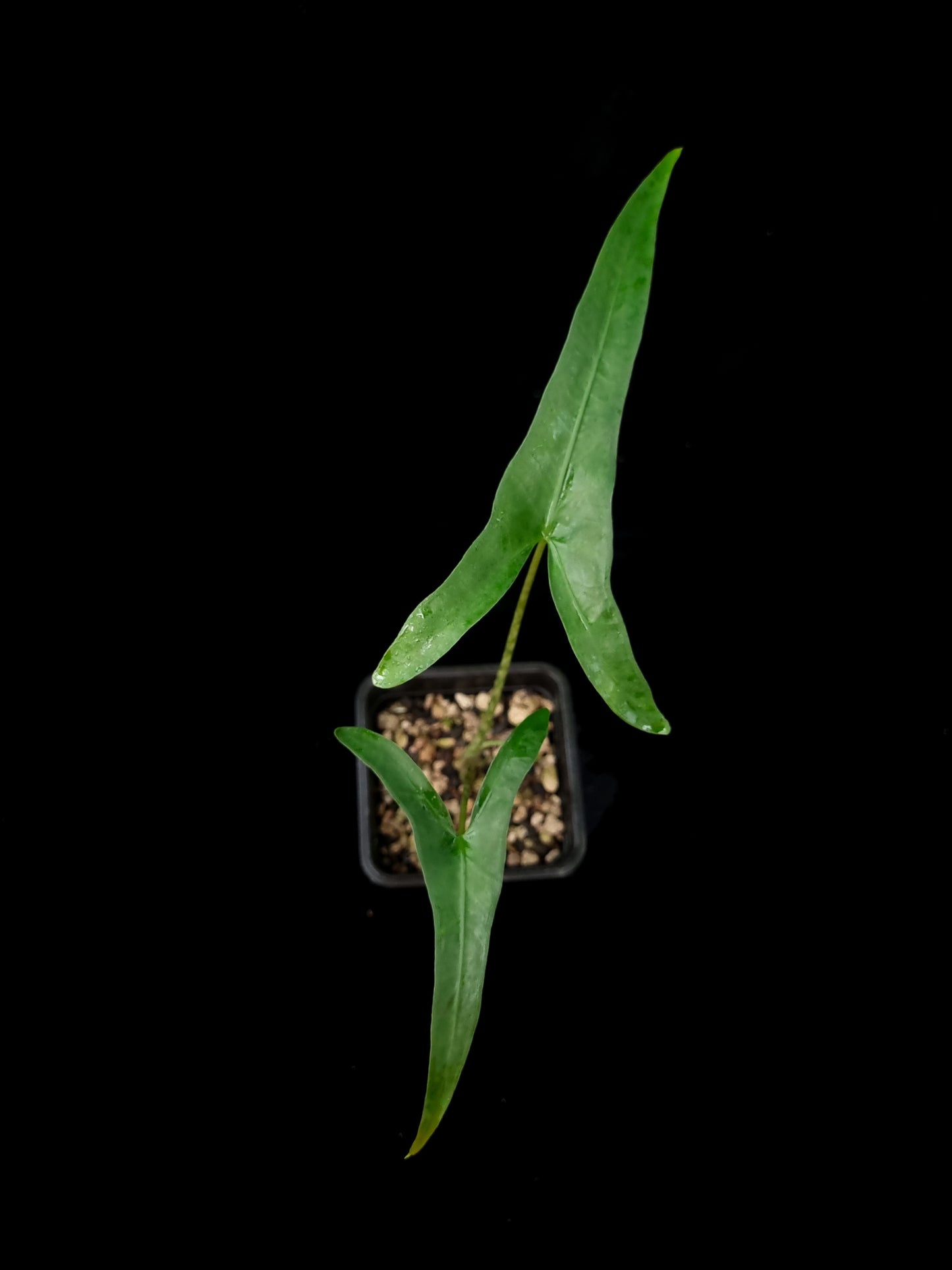 Alocasia sp. sulawesi sale Singapore potted plant top view