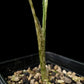 Alocasia sp. sulawesi sale Singapore potted plant petiole detail