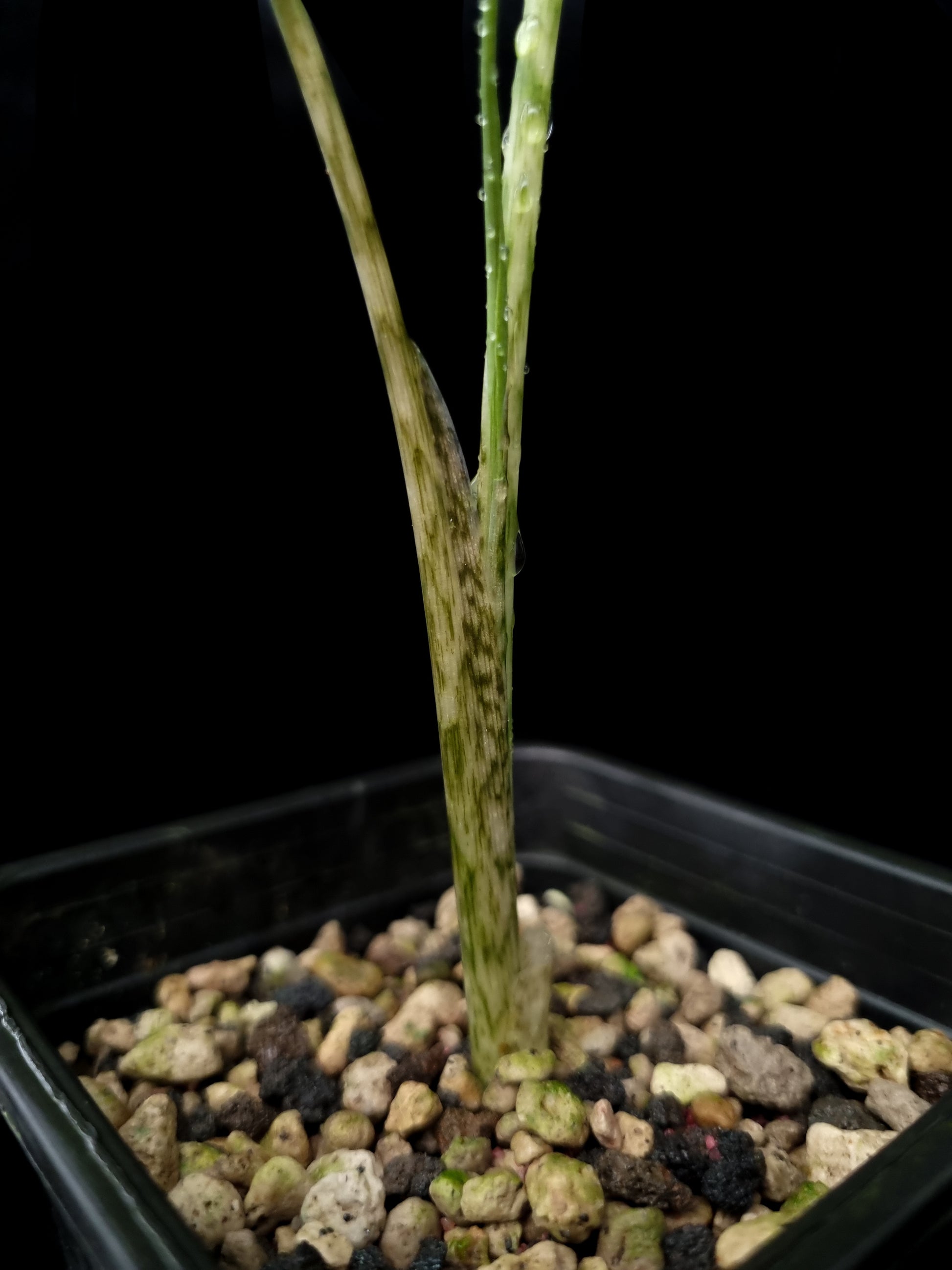 Alocasia sp. sulawesi sale Singapore potted plant petiole detail