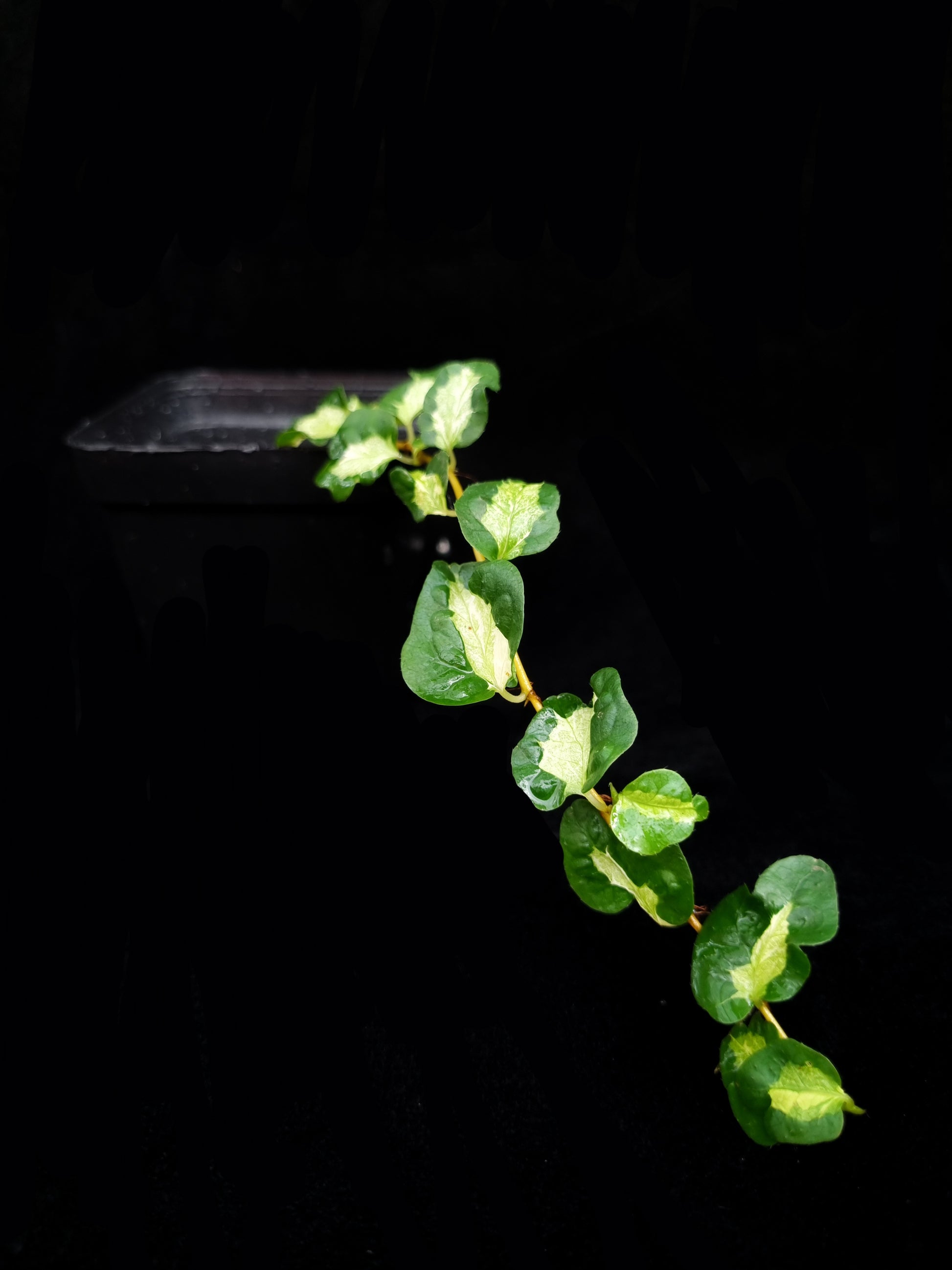 Variegated Ficus sp. sale Singapore potted plant side view