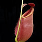 Nepenthes rowaniae pitcher plant carnivorous plants sale Singapore side view