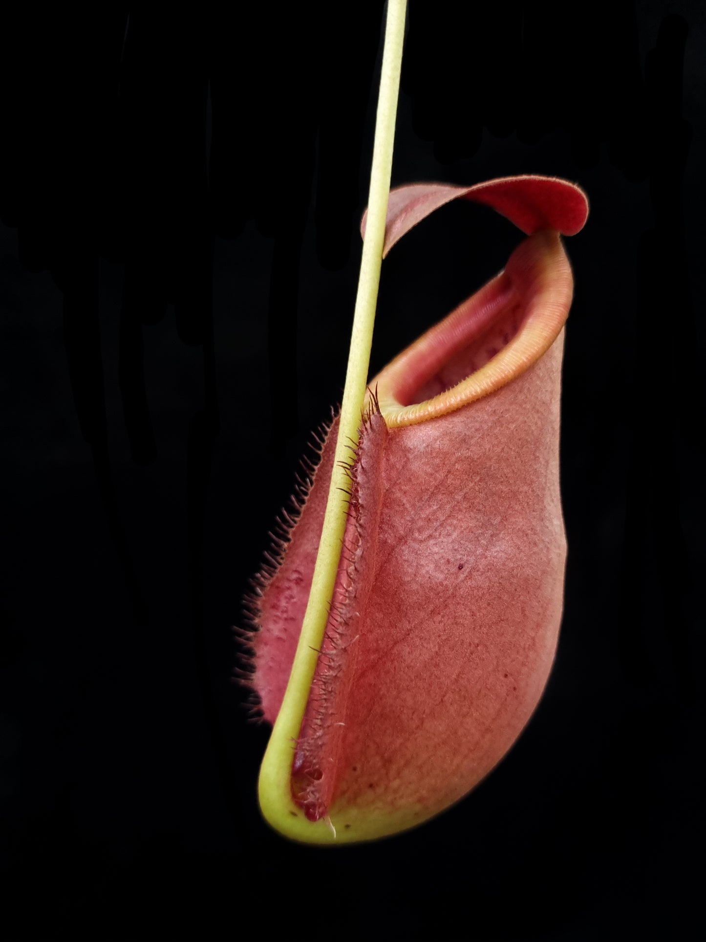 Nepenthes rowaniae pitcher plant carnivorous plants sale Singapore side view