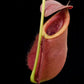 Nepenthes rowaniae pitcher plant carnivorous plants sale Singapore side view