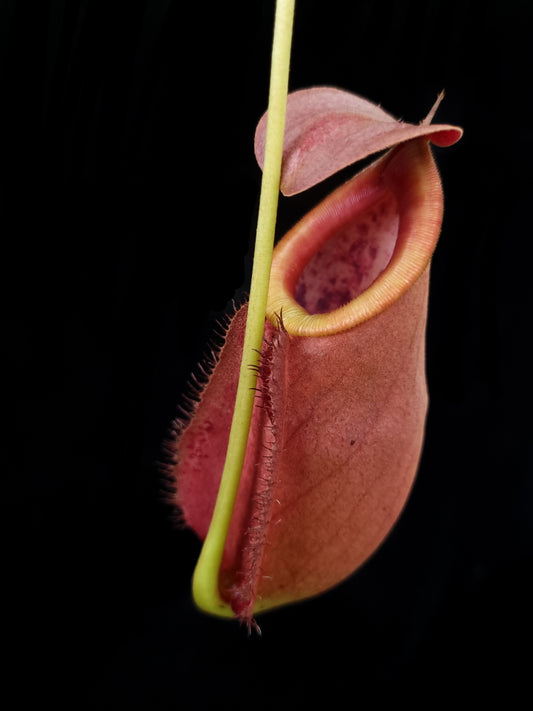 Nepenthes rowaniae pitcher plant carnivorous plants sale Singapore side view