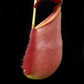 Nepenthes rowaniae pitcher plant carnivorous plants sale Singapore side view