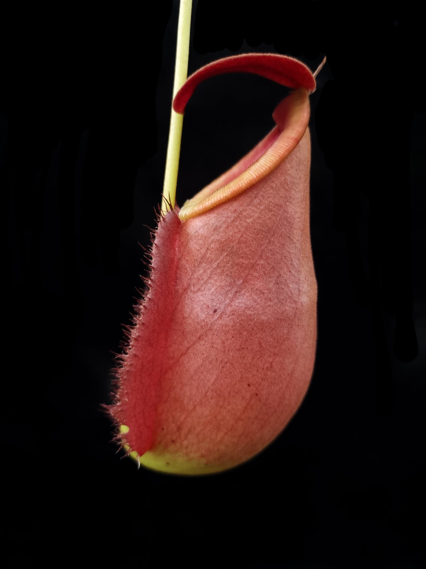 Nepenthes rowaniae pitcher plant carnivorous plants sale Singapore side view