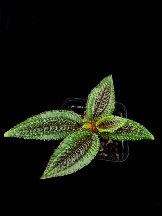 Triolena pustulata sale Singapore terrarium paludarium potted plant top view