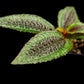 Triolena pustulata sale Singapore terrarium paludarium potted plant leaf detail