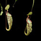 Nepenthes hemsleyana pitcher plant carnivorous plants sale Singapore side view