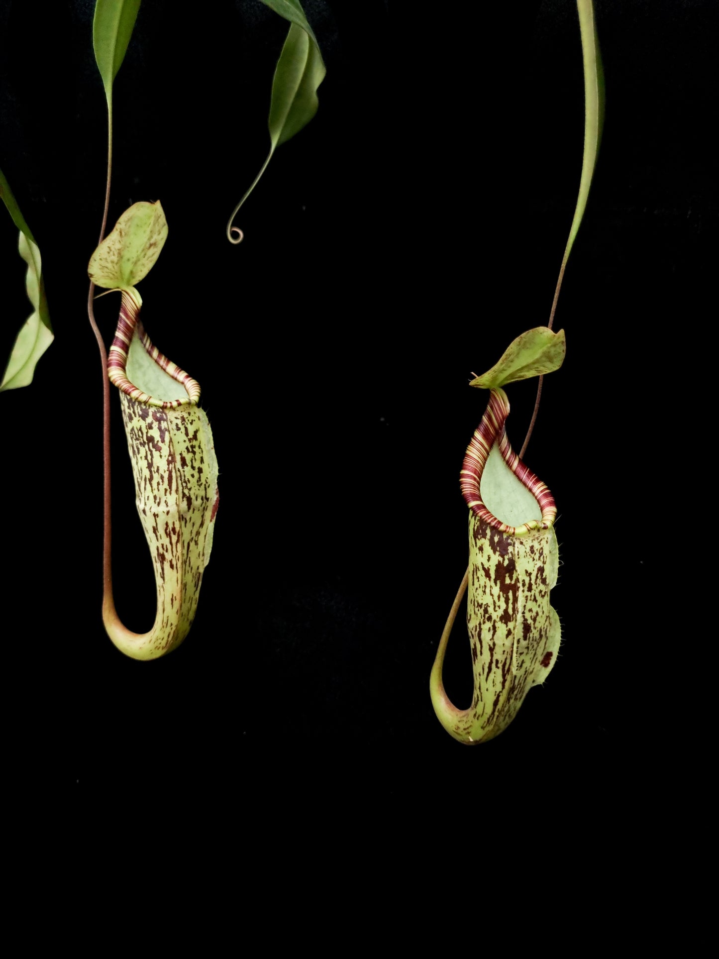 Nepenthes hemsleyana pitcher plant carnivorous plants sale Singapore side view