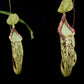 Nepenthes hemsleyana pitcher plant carnivorous plants sale Singapore front view