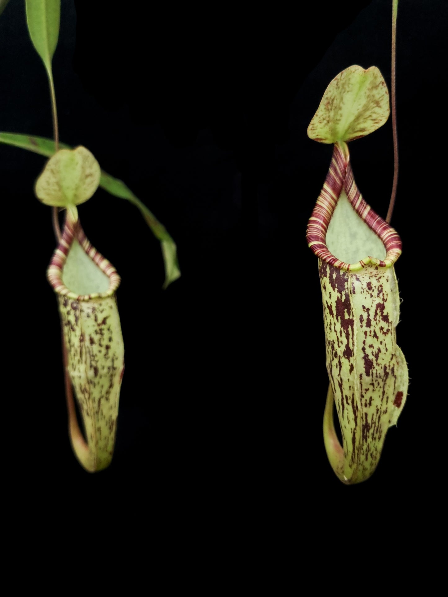 Nepenthes hemsleyana pitcher plant carnivorous plants sale Singapore front view