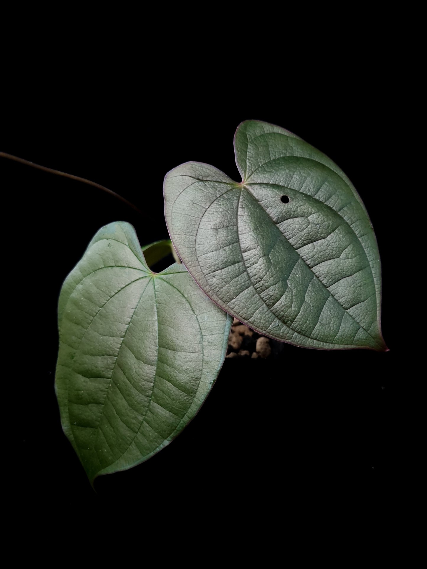 Dioscorea sp. Kalimantan potted plant sale Singapore front view