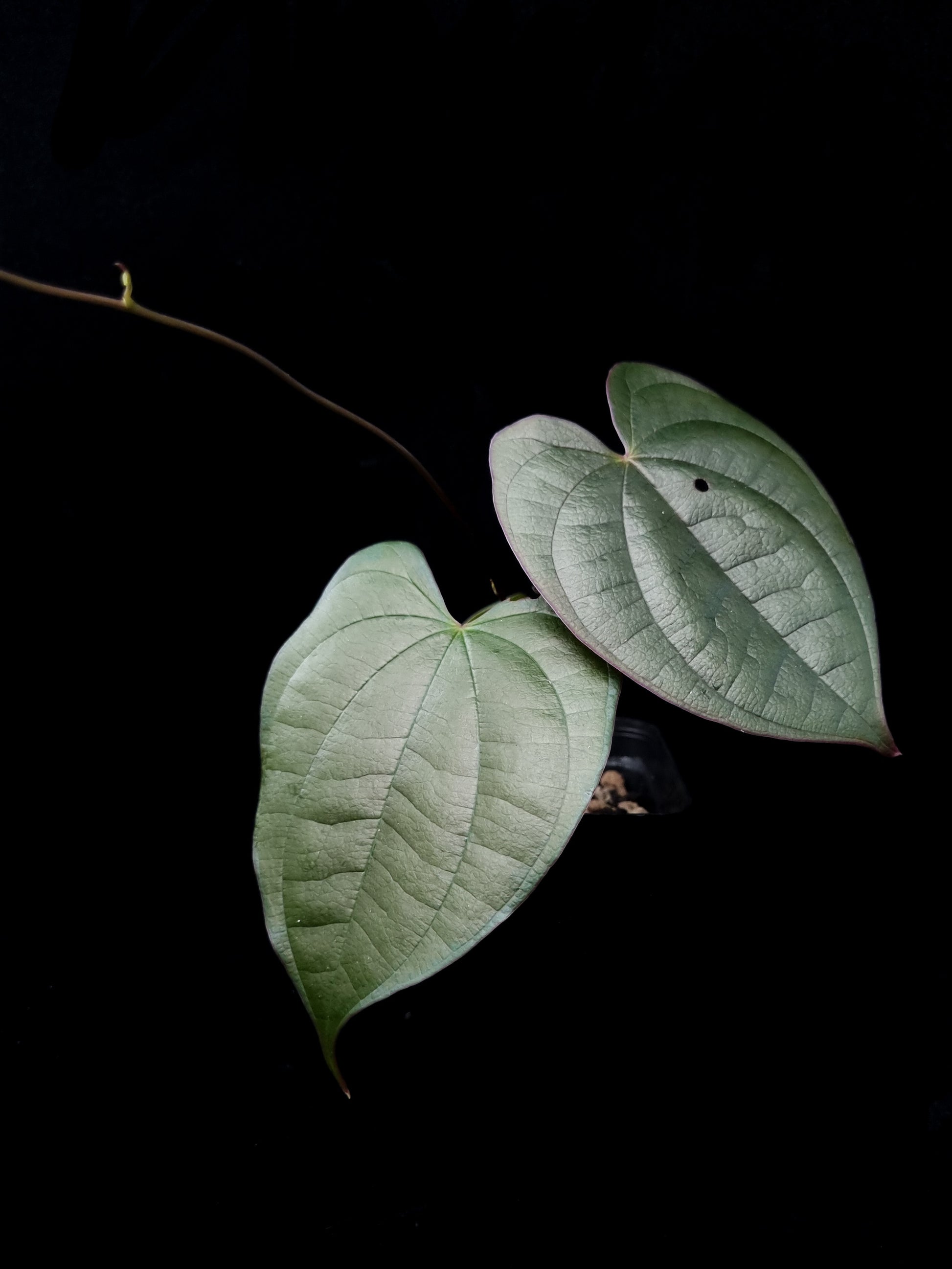 Dioscorea sp. Kalimantan potted plant sale Singapore front view