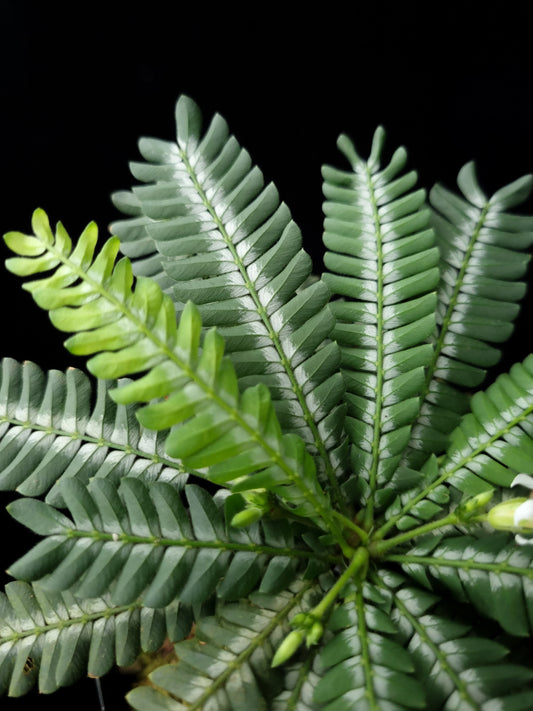 Biophytum zenkeri sensitivum potted plant sale Singapore leaf detail